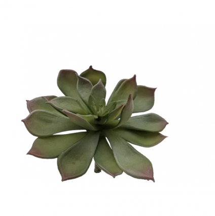 Blush Echeveria Pick 6"