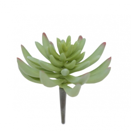 Blush Senecio Pick 5"