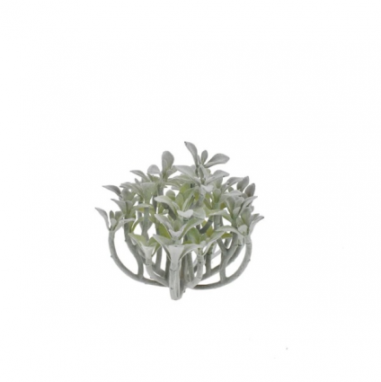 White Senecio Pick 4"