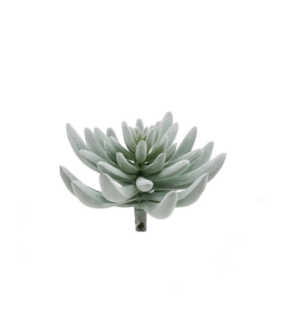 Silver Echeveria Pick 3"
