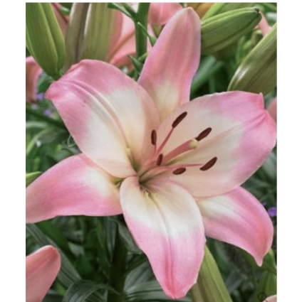 Levi Asiatic Lily Bulbs&nbsp;&nbsp;(2 Bulbs)