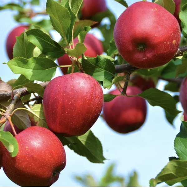 Firestorm Espalier Apple Tree 20G