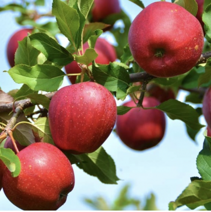 Firestorm Espalier Apple Tree 20G