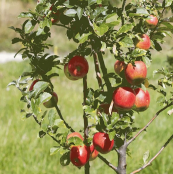 Gala Espalier Apple Tree 20G