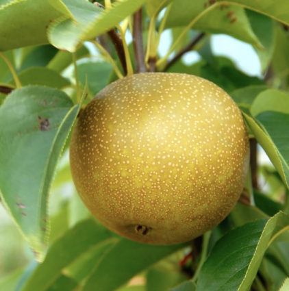 20th Century Asian Pear Espalier Tree 20G