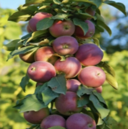 North Pole Columnar Apple Tree 7G