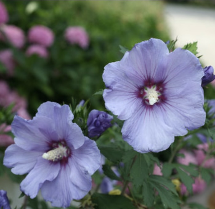 Azurri Blue Satin Althea Tree