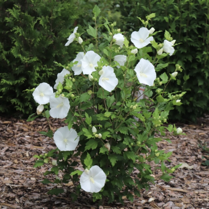 Paraplu&reg; Pure White Althea 2G