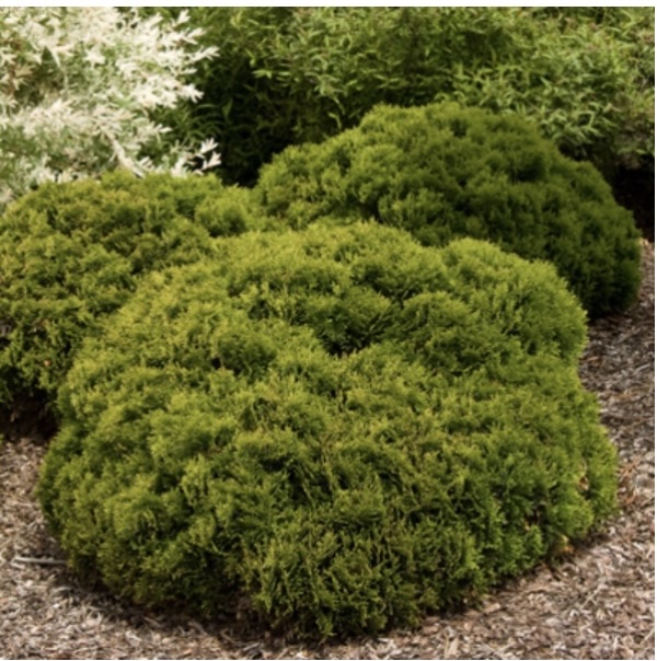 Danica Arborvitae 6-7G