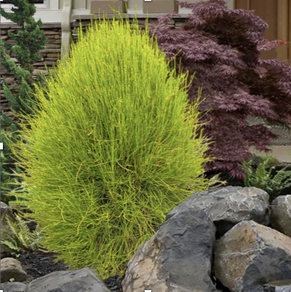 Franky Boy Arborvitae 1G