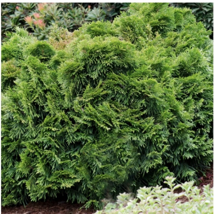 Gruene Kugel Arborvitae 1G