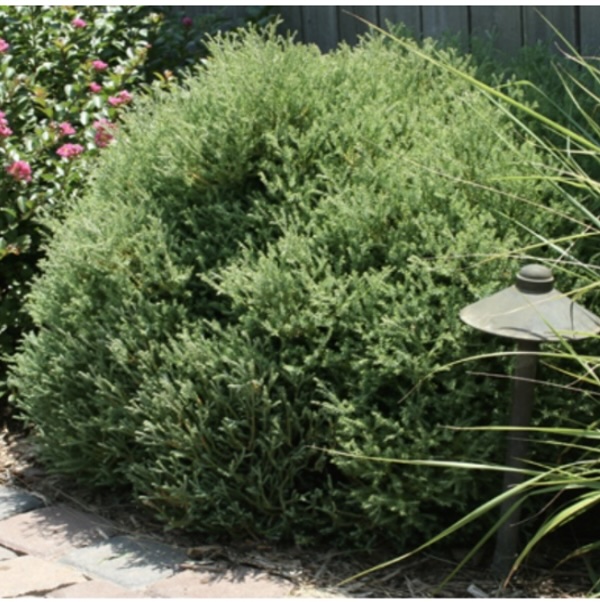 Mr. Bowling Ball Arborvitae 6-7G