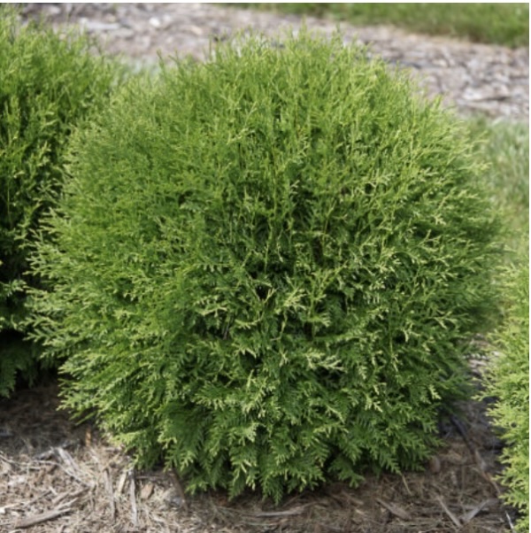 Planet Earth� Arborvitae 3-5G