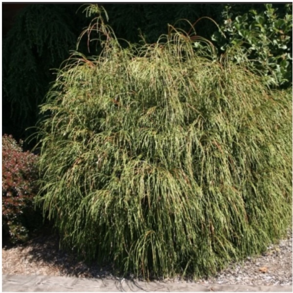 Whipcord Arborvitae on Standard 3-5G