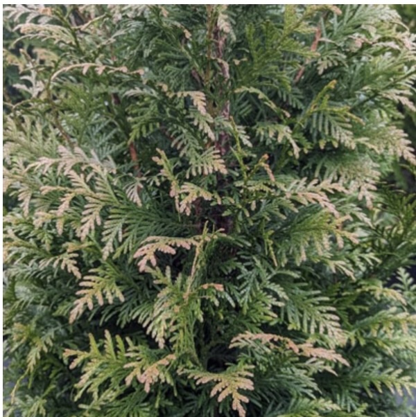 Northern Spire Arborvitae 6-7G