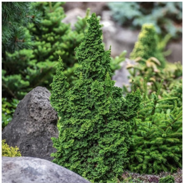 Primo Arborvitae 6-7G