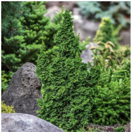 Primo Arborvitae 6-7G