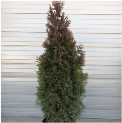 Slender Giant Arborvitae 8"