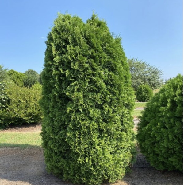 Tall Guy Arborvitae 3-5G