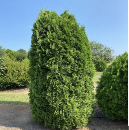Tall Guy Arborvitae 3-5G
