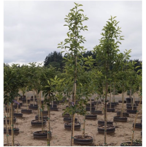 Northern Splendor Black Gum 15G