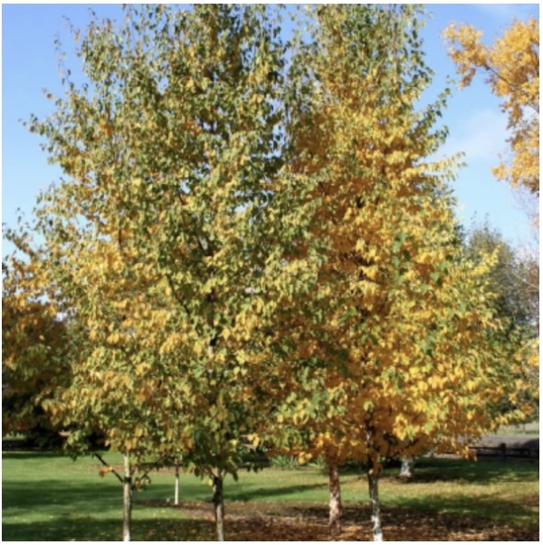 Renaissance Reflection Birch 10G