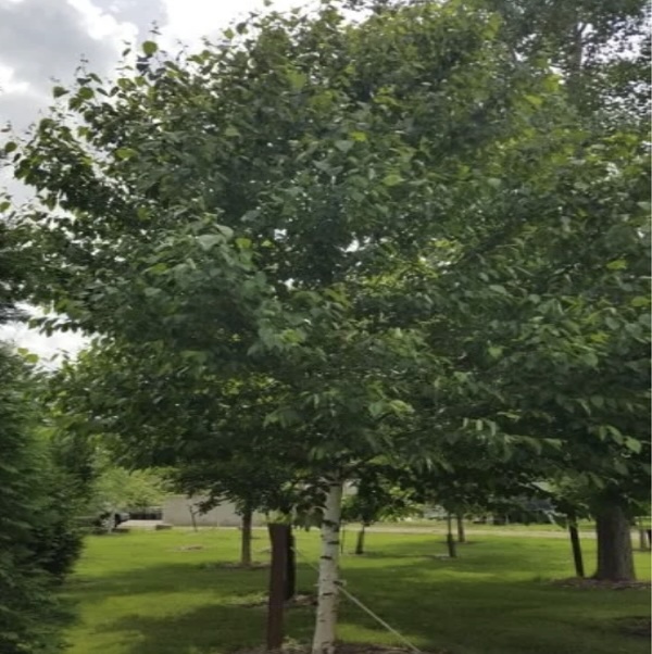 Renaissance Oasis Birch 10G