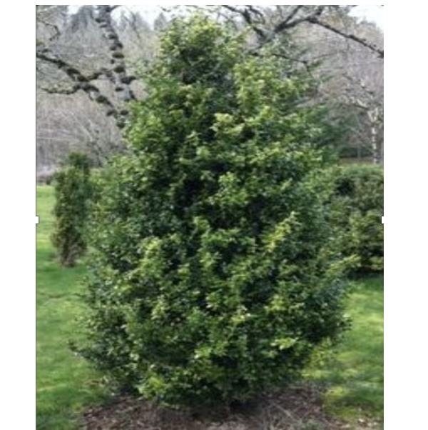 Green Pillar Boxwood 6-7G