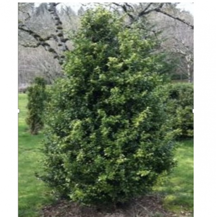 Green Pillar Boxwood 6-7G