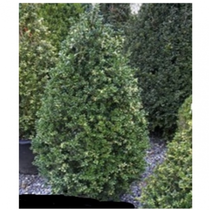 Newport Blue Boxwood 6-7G