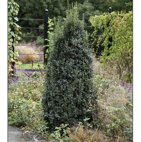 Newport Blue Boxwood Cone 24"