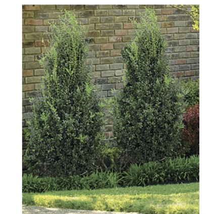 Highlander Columnar Boxwood&nbsp;&nbsp;5'