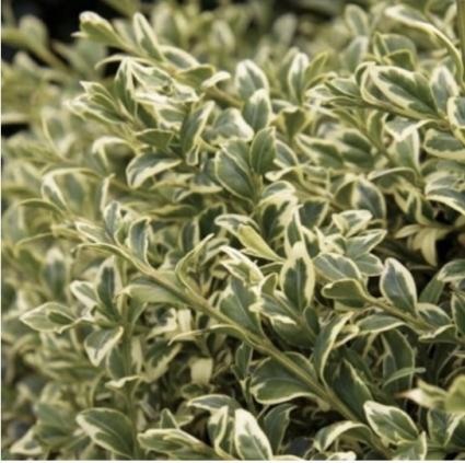 Variegated English Cone Boxwood 21"