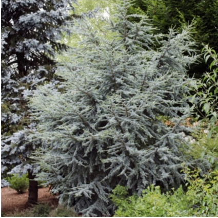 Horstmann Blue Atlas Cedar 8'
