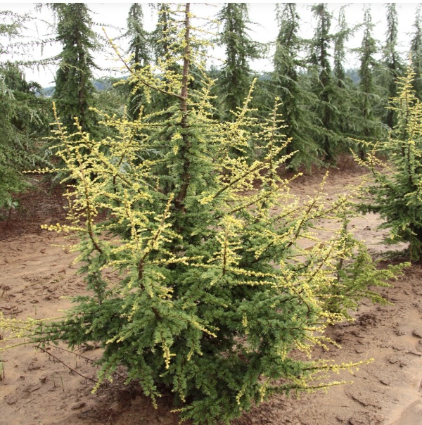 Silberspitz Atlas Cedar 10G