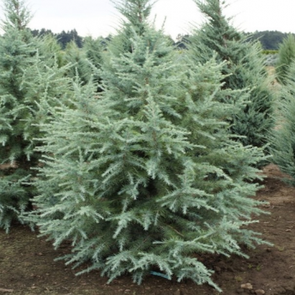 Bush�s Electra Blue Cedar 6'