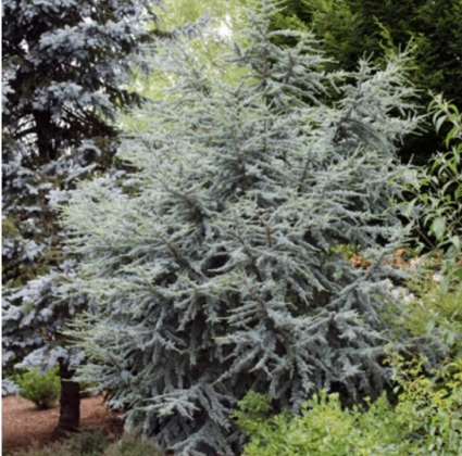 Hortsmann Blue Atlas Cedar 36"