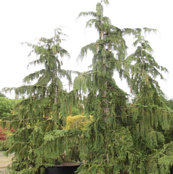 Blue Weeping Alaskan Cedar 7'