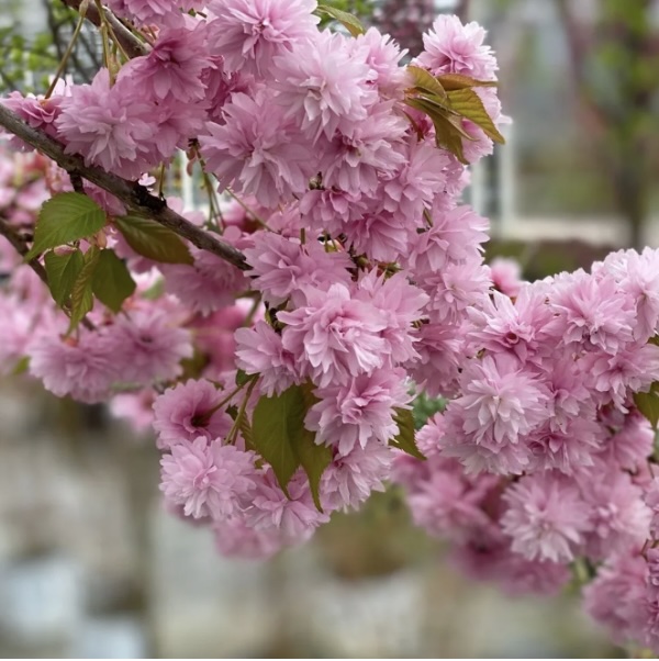 Weeping Extraordinaire Cherry