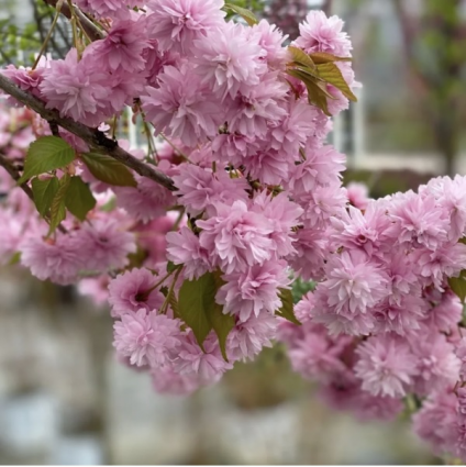 Weeping Extraordinaire Cherry