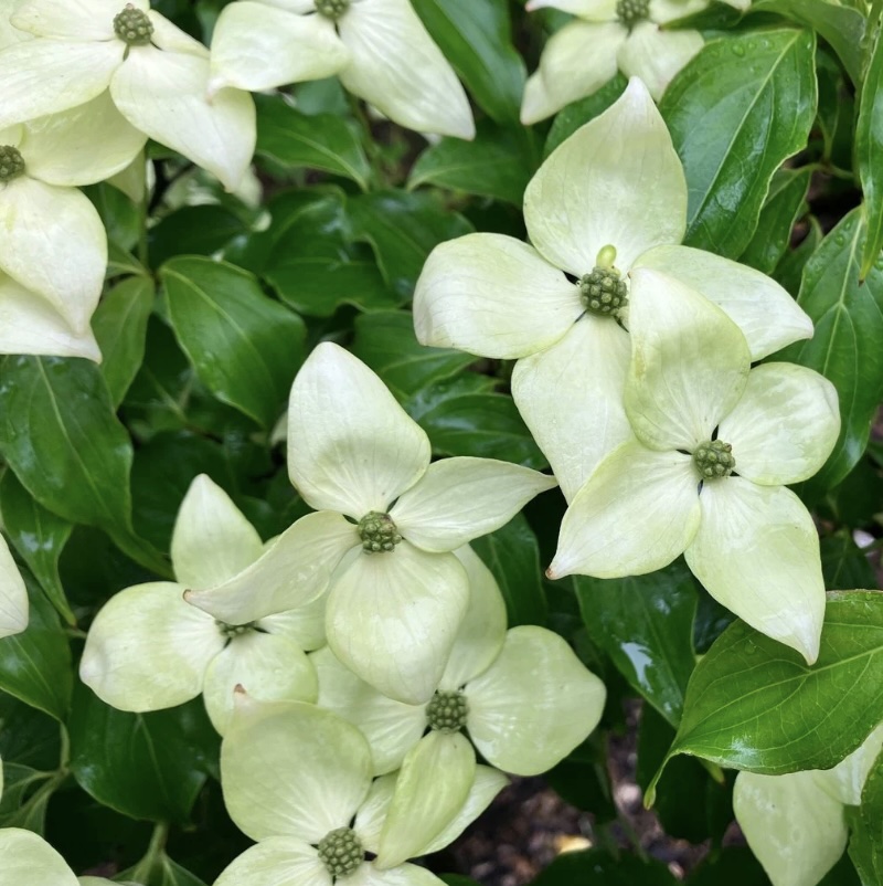 Greensleeves Dogwood 15" Box