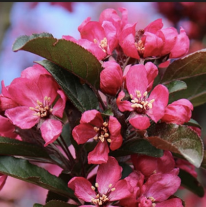 Raspberry Spear Crabapple 1.75"