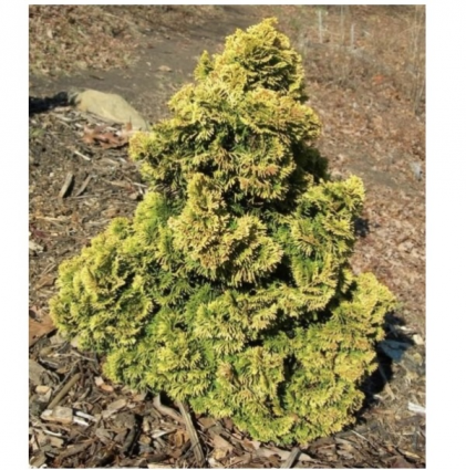 Nana Lutea Falsecypress 1G