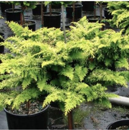 Fernspray Gold False Cypress 1G