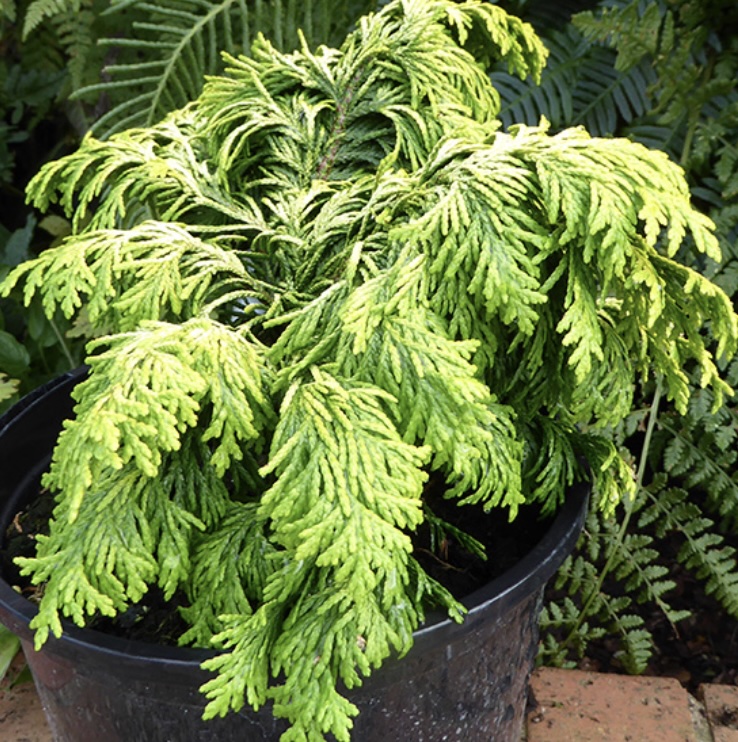 Jeanette Cypress 10G