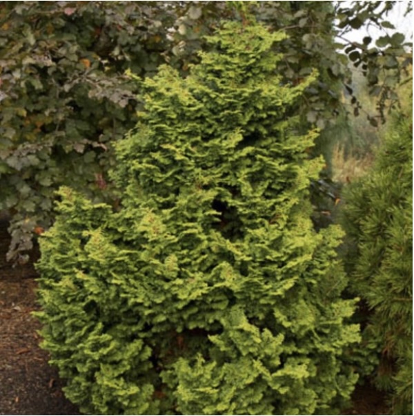 Koster's Hinoki False Cypress 6-7G