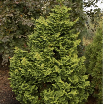 Koster's Hinoki False Cypress 6-7G