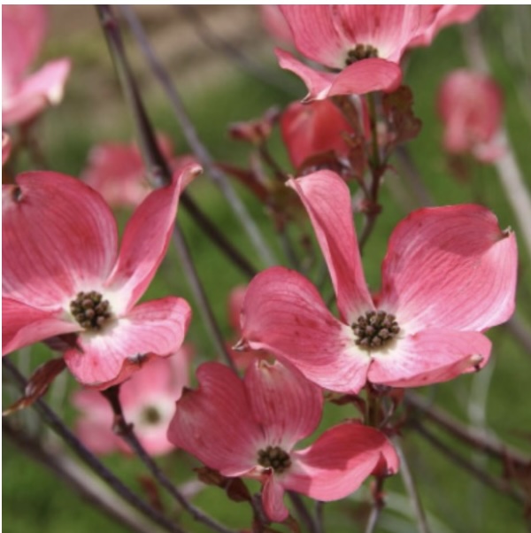 Cherokee Brave Dogwood 5G