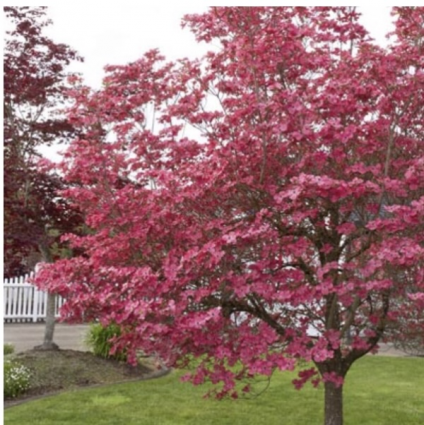 Cherokee Chief Dogwood 5G