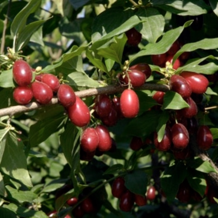 Cornelian Cherry Dogwood 5'